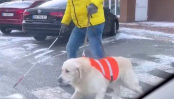 D’où vient la vidéo virale qui montre un chien protéger son maître malvoyant face à des voitures ?