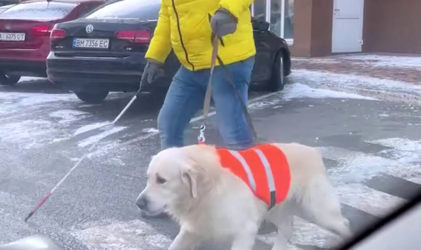 D’où vient la vidéo virale qui montre un chien protéger son maître malvoyant face à des voitures ?