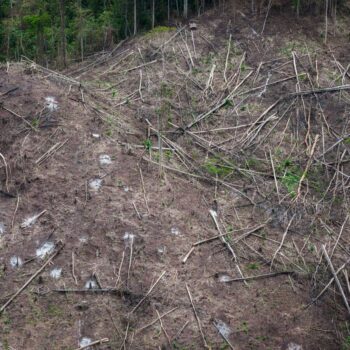 Indonesian forests pay the price for the growing global biomass energy demand