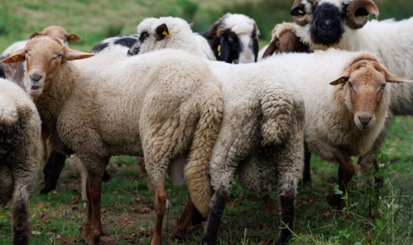 Die Tierseuchenkasse Niedersachsen hat einen ersten Antrag für eine Härtefallbeihilfe nach einem Tierverlust durch die Blauzunge