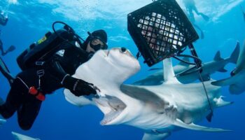 Fearless diver pictured up close and personal hand-feeding 'shy' hammerhead sharks