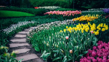 Il faut planter maintenant ces bulbes pour un jardin fleuri au printemps - après il sera trop tard