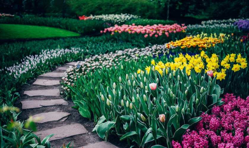 Il faut planter maintenant ces bulbes pour un jardin fleuri au printemps - après il sera trop tard