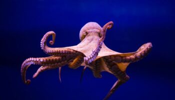 'Octopus is closest we'll come to meeting intelligent alien - but demand for meat threatens them'