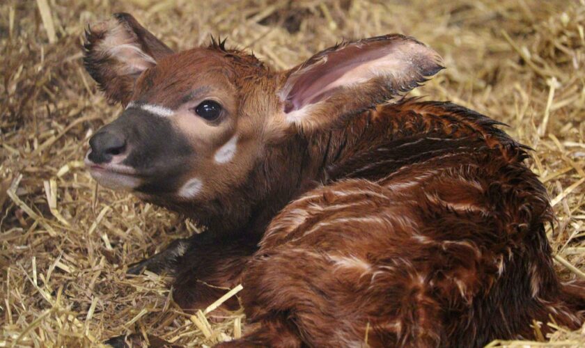 EMBARGOED TO 0001 MONDAY OCTOBER 28 Undated handout photo issued by Woburn Safari Park of a male eastern mountain bongo calf, one of the most critically endangered animals on the planet, who was welcomed by Woburn Safari Park earlier this month. First-time mum Othaya gave birth to the calf on October 16, with the birth marking the first bongo calf born at the park in over 10 years. Issue date: Monday October 28, 2024.