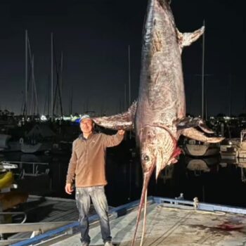 XXL-Fang: Fischer zieht Rekord-Schwertfisch aus dem Meer