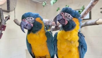 Critically-endangered fugitive parrots found 60 miles away after escaping London Zoo