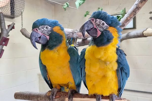 Critically-endangered fugitive parrots found 60 miles away after escaping London Zoo