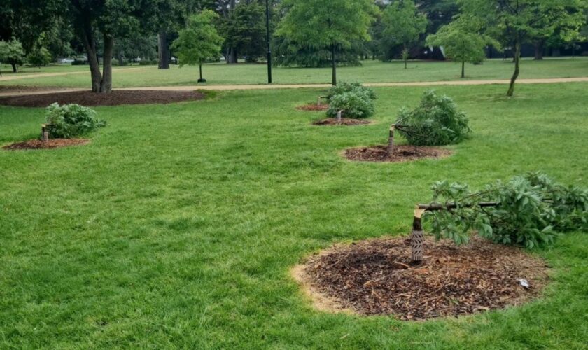 vandals destroyed nearly 200 young trees and shrubs in Melbourne. Glen Eira local council have published images on insta Credit: Glen Eira City Council. Story is here: https://www.gleneira.vic.gov.au/about-council/news/latest-news/tree-vandalism-across-glen-eira