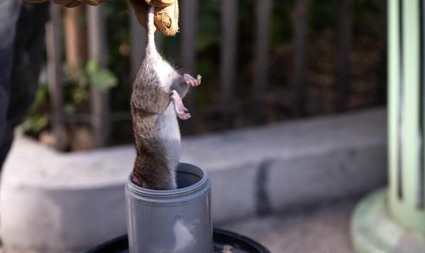 Pour lutter contre la recrudescence des rats, Marseille essaie les furets