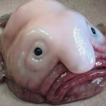 Tout ce que vous ne savez pas sur le blobfish, connu sur internet comme l'animal le plus moche du monde