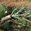 Tempête Ciaran en Bretagne : un an après, les trois enseignements tirés pour les prochaines intempéries