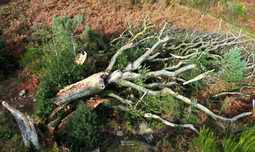 Tempête Ciaran en Bretagne : un an après, les trois enseignements tirés pour les prochaines intempéries