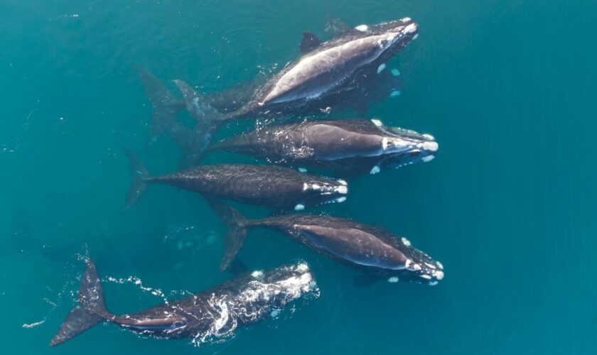 L'orgie de baleines franches australes qui vient d'être filmée envoie un signal positif pour leur survie