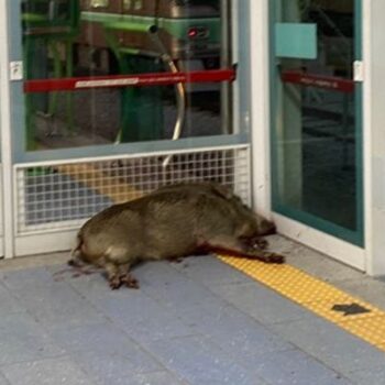 Wild boar shot dead after biting man's arm at rail station