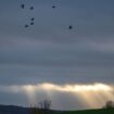 In Rheinland-Pfalz und im Saarland wechseln sich zum Ende der Woche Wolken, Sprühregen und Sonne ab - am Sonntag soll es vermehr