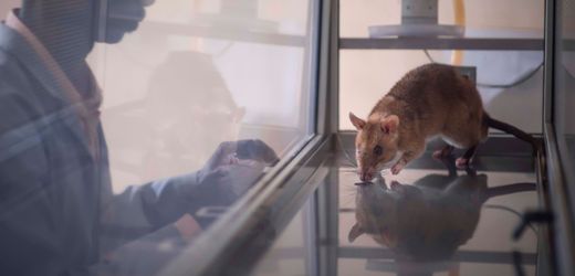 Riesenhamsterratten im Einsatz gegen Wildtier-Schmuggel in Tansania