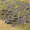 Safari in Botswana: Mit dem Wasser kommt das Leben