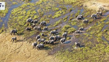 Safari in Botswana: Mit dem Wasser kommt das Leben