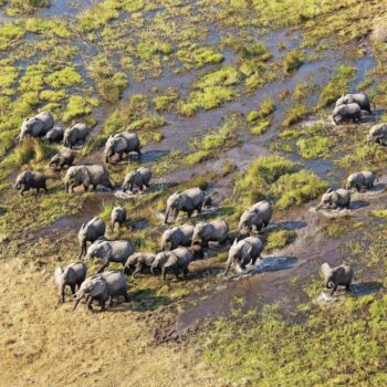 Safari in Botswana: Mit dem Wasser kommt das Leben