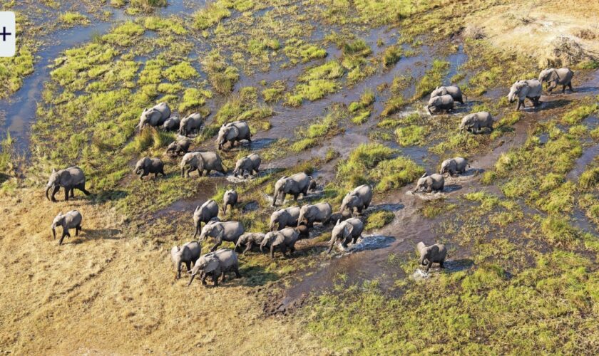 Safari in Botswana: Mit dem Wasser kommt das Leben