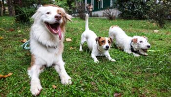 Hundetrainerin im Video: Freude oder Quälerei? Wie Sie Körpersprache von Hunden richtig erkennen