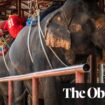 Adverts for ‘cruel’ elephant rides still rising despite new UK law, says charity