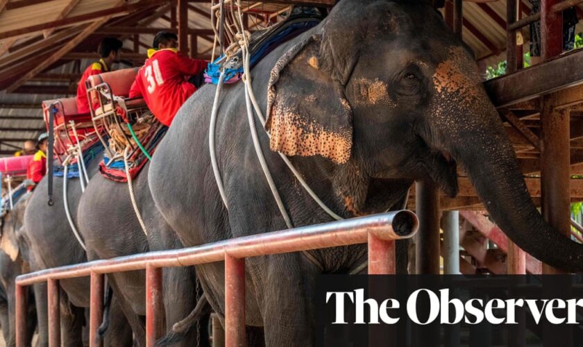 Adverts for ‘cruel’ elephant rides still rising despite new UK law, says charity