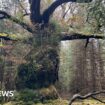 Ancient oak named after a band is UK Tree of the Year