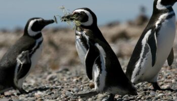 Argentine : procès inédit après la «destruction» de nids et de poussins manchots patagoniens