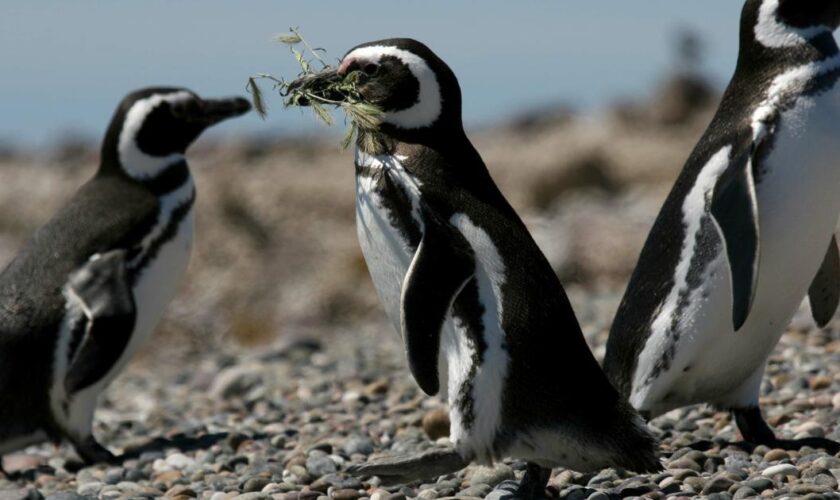 Argentine : procès inédit après la «destruction» de nids et de poussins manchots patagoniens