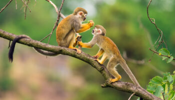 Biodiversité : les animaux sont de moins en moins nombreux et on ne le voit pas