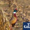 Bird flu in pheasants in England sparks concern over lax rearing rules