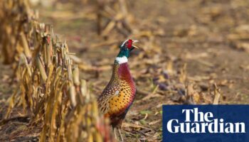 Bird flu in pheasants in England sparks concern over lax rearing rules