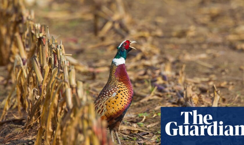 Bird flu in pheasants in England sparks concern over lax rearing rules