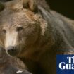 Brown bear in Kent recovering well after UK-first brain surgery