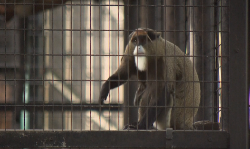 A live De Brazza monkey at Hong Kong zoo. Pic: AP