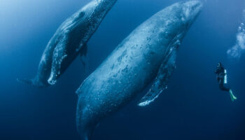 Chant des baleines, aboiements, caquètements… quand l’IA tente de décoder et traduire les langages animaux