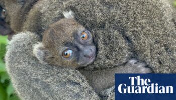 Cotswold wildlife park successfully breeds endangered Madagascan lemur