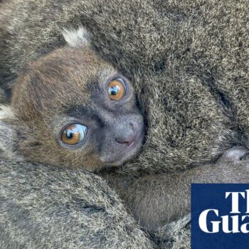 Cotswold wildlife park successfully breeds endangered Madagascan lemur