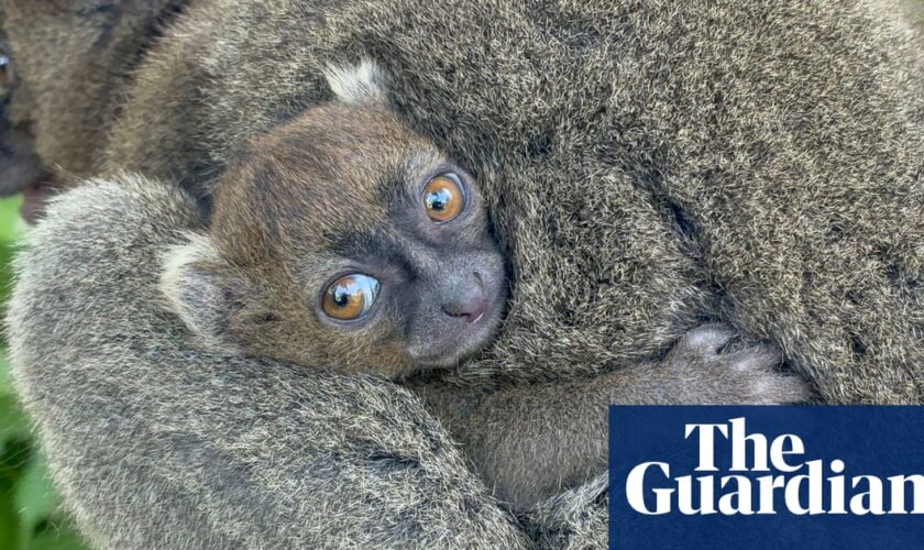 Cotswold wildlife park successfully breeds endangered Madagascan lemur