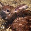 Critically endangered antelope born in UK safari park