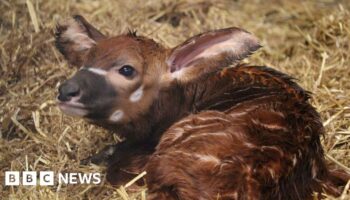 Critically endangered antelope born in UK safari park