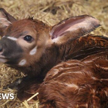 Critically endangered antelope born in UK safari park