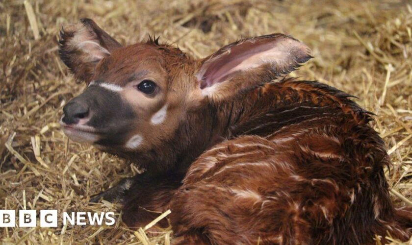 Critically endangered antelope born in UK safari park