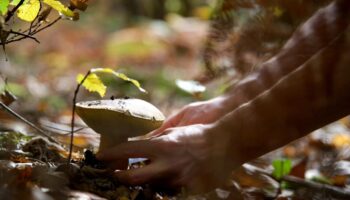 Cueillette des champignons : attention, danger !