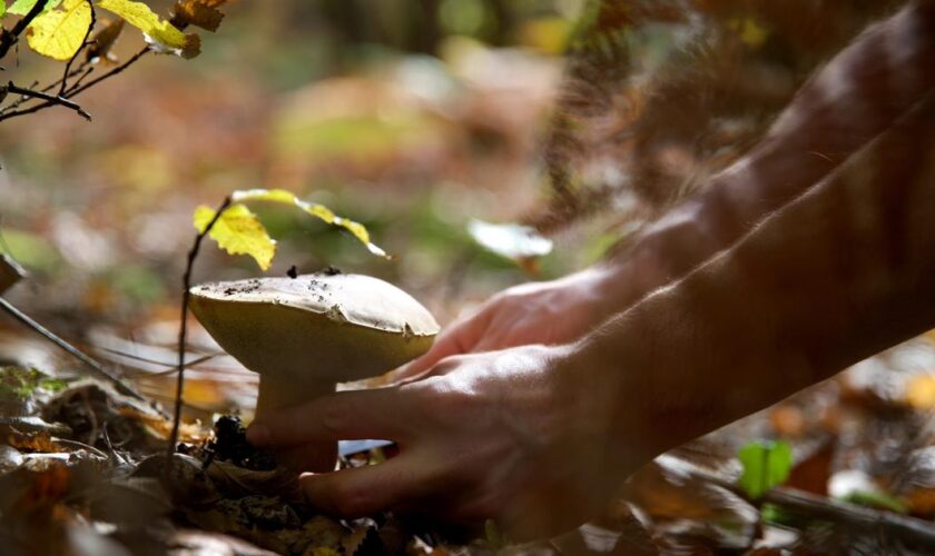 Cueillette des champignons : attention, danger !