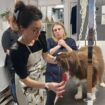 Démêlage, bain, brushing… à Étampes, participer au toilettage de son chien fait baisser la facture