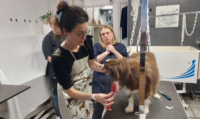 Démêlage, bain, brushing… à Étampes, participer au toilettage de son chien fait baisser la facture