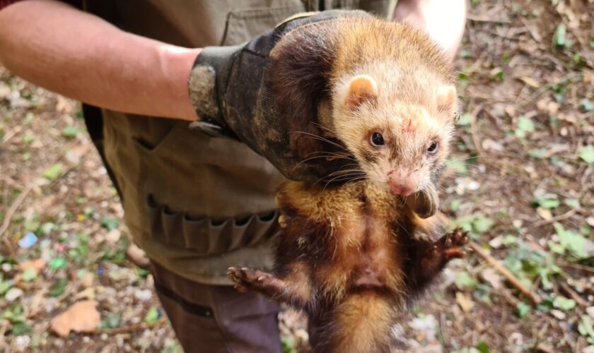 Des furets pour chasser des rats : Marseille renouvelle son partenariat pour se débarrasser des rongeurs